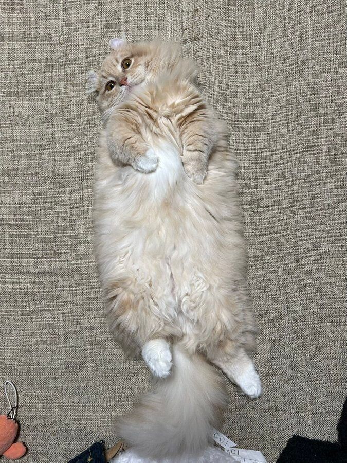 かわいすぎる　“ヘソ天”するチロルくん