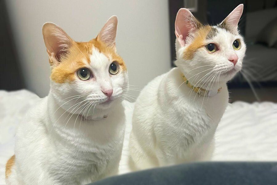 同居猫と一緒に目を輝かせるゆずちゃん