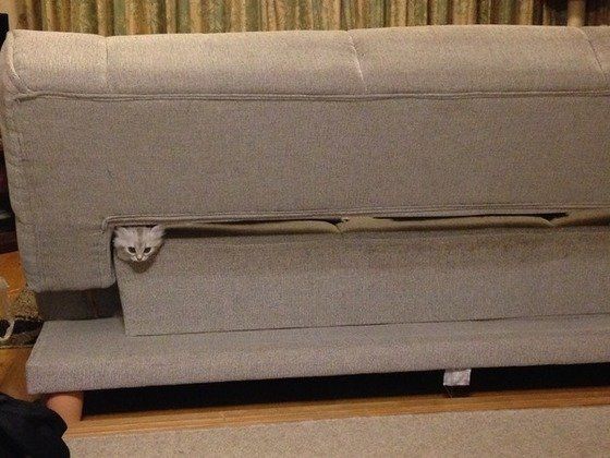 ソファに挟まる猫