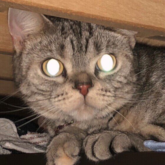 猫の目ビーム 暗闇で猫の目が光るのはなぜ ねこのきもちweb Magazine