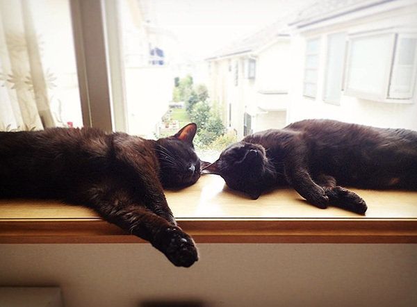 シンクロ黒猫兄弟