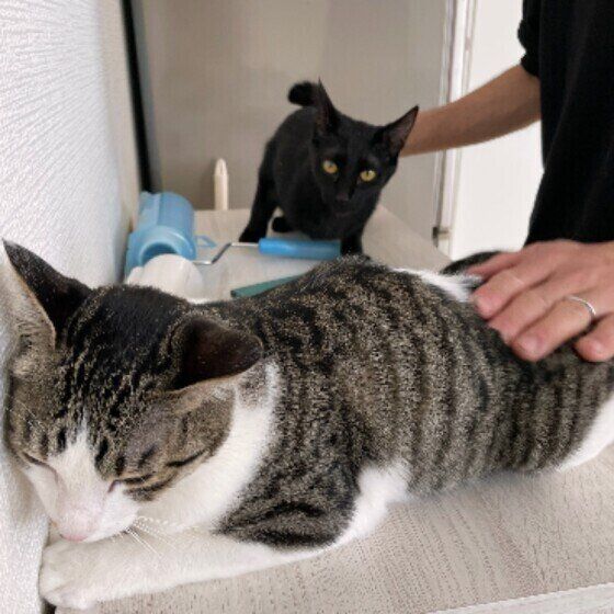 サバトラMIXのきなこ♀