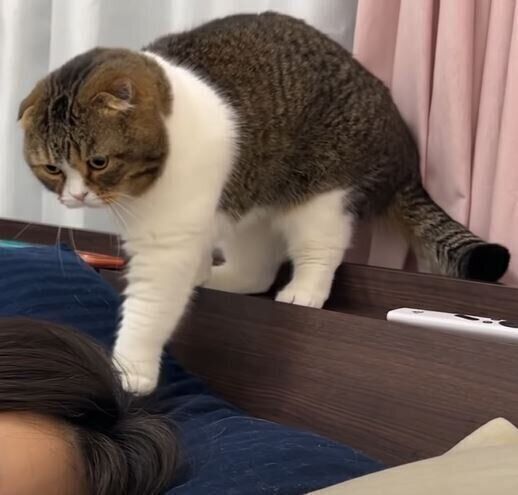 スコティッシュフォールド