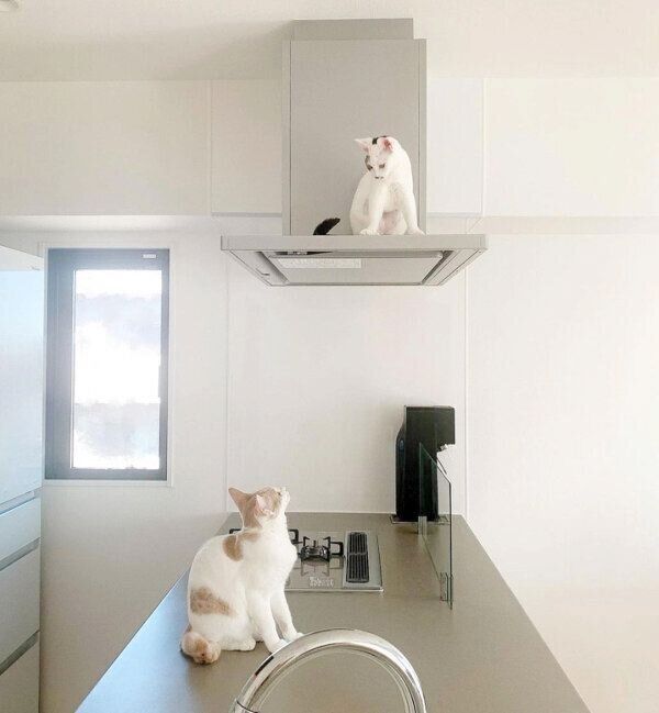 コメちゃんとミソくん