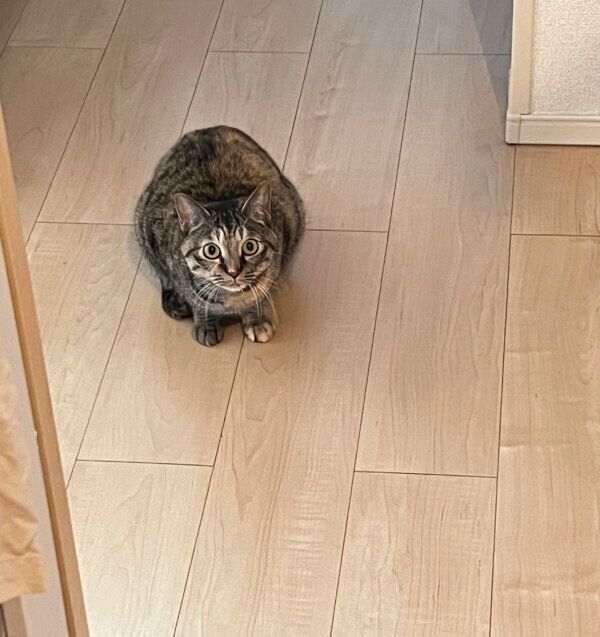 遠くから飼い主さんのことを見守るモカちゃん