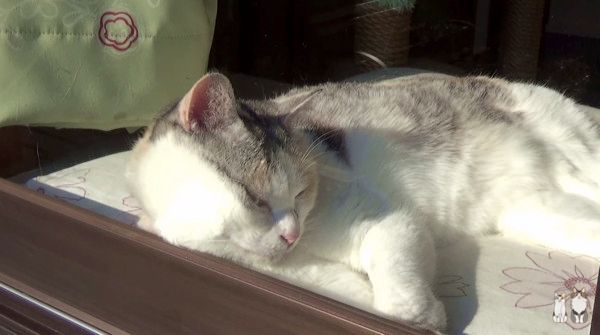 日向ぼっこする猫