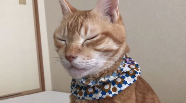 ウトウトする猫