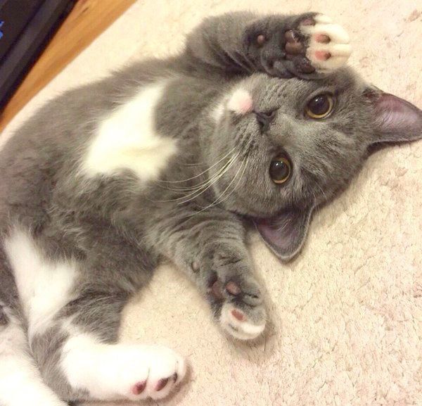 寝転がるマンチカン