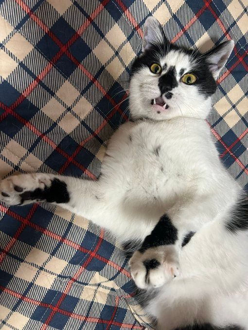 口を開けて飼い主を見る猫