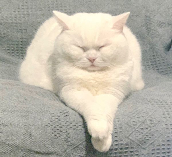 目を閉じるてふちゃん