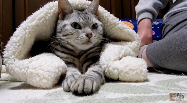 かまってほしい猫