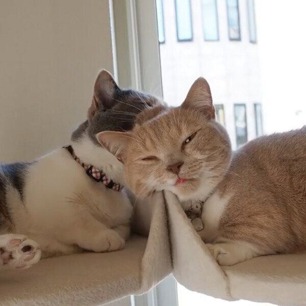 ぐっすり眠るネネちゃんと、なかなか寝付けないララちゃん