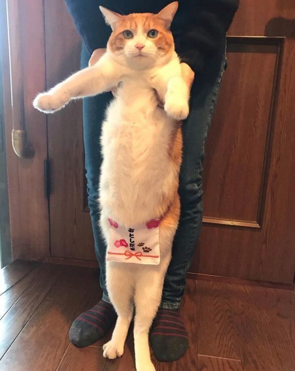 化粧まわしをつける猫