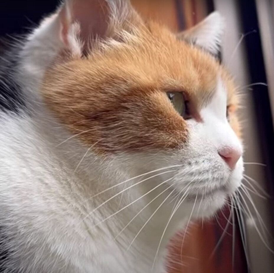 窓の外を見つめるミケちゃん