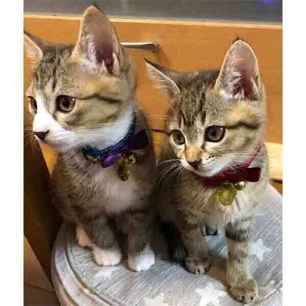 寄り添うこんぶちゃん、もずくくん