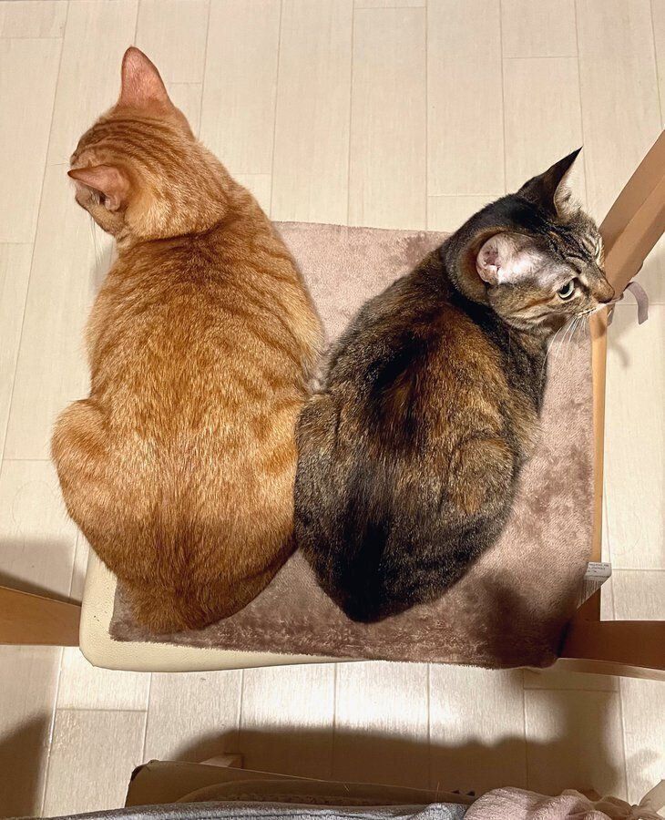 椅子の上のちゃるくんとめろちゃん