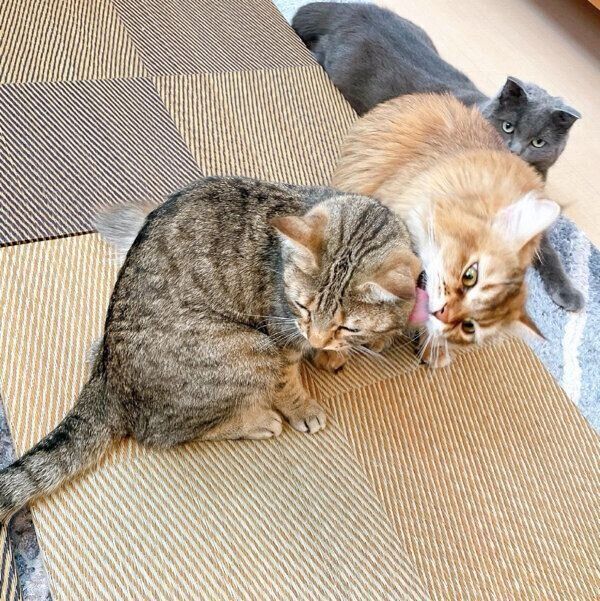 ヌイヌイちゃん、ブルーくん、リリちゃん