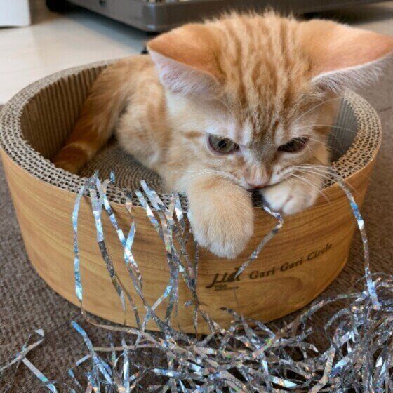 かじるのに夢中なアメリカンショートヘア