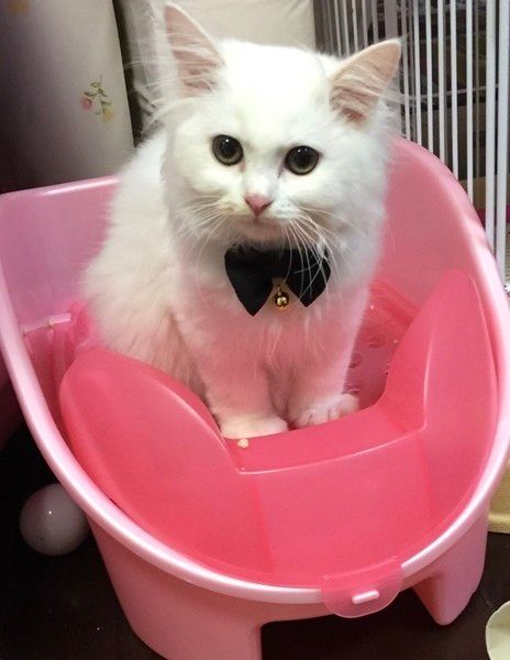 トイレ中の猫
