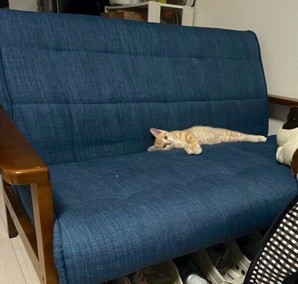 ソファでくつろぐハマグリちゃん