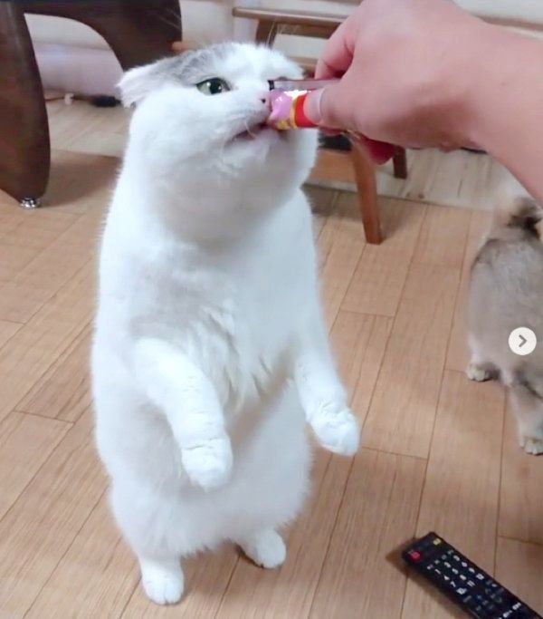 ちゅ〜るを食べるライくん