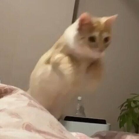 飼い主さんをめがけてジャンプをするつなくん