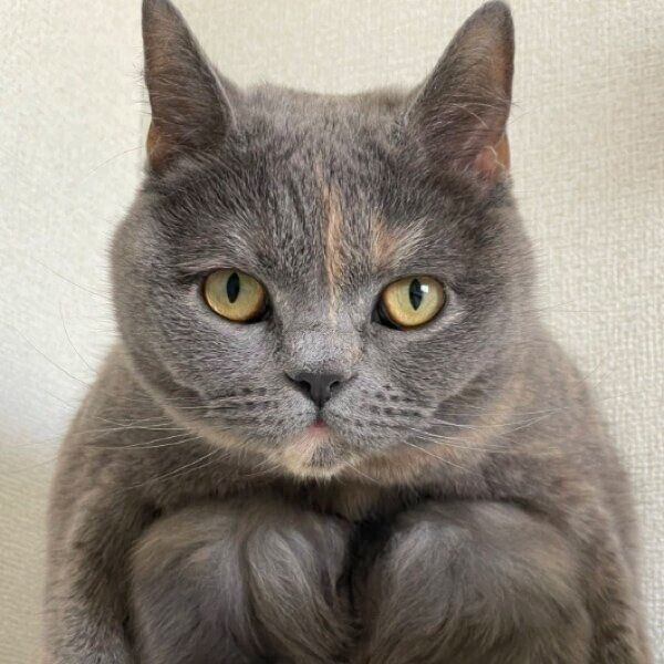 カメラを見つめるグクちゃん