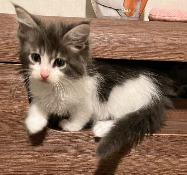 毛がぱやぱやのばぶちゃん
