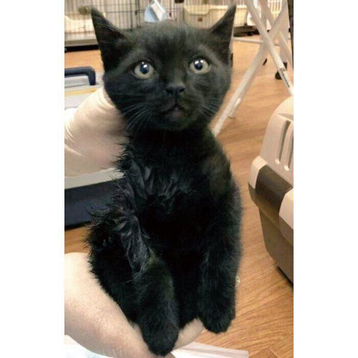 猫の保護団体によって保護されたときのルージュちゃん