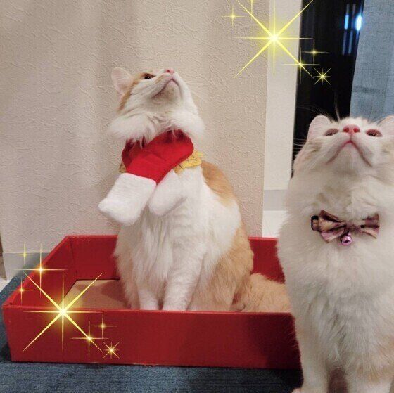 ラグドールのももくん