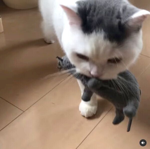 ネズミのぬいぐるみを飼い主さんにプレゼントするカツヲくん