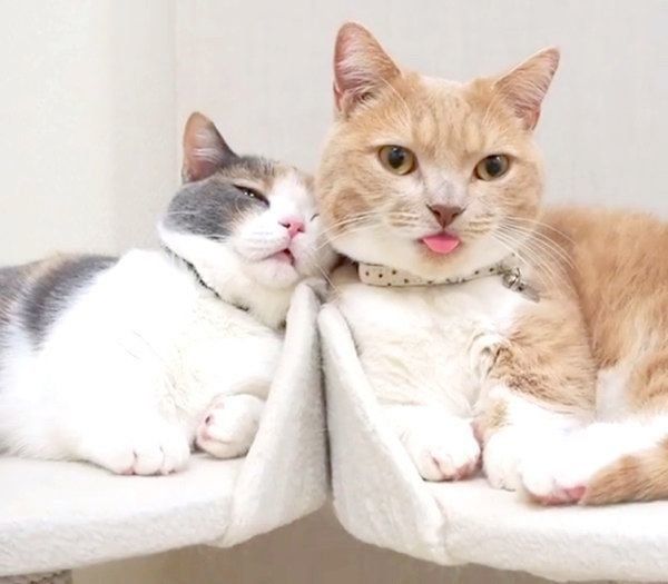 寄り添うネネちゃんとララちゃん