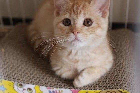 見つめるマンチカン