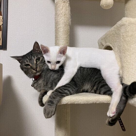 日本ネコのまめくんたち♪