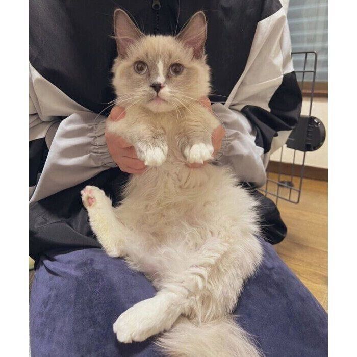 お迎えして数日が経ったころ、生後6カ月のココくん