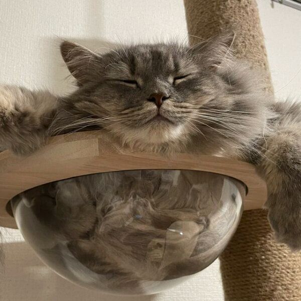 くつろぐ翠ちゃん