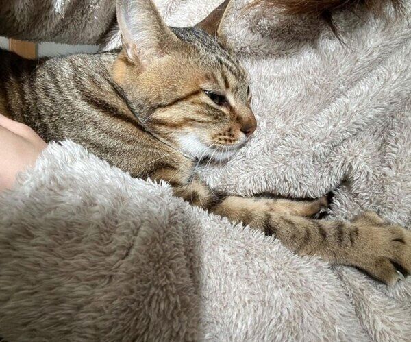 飼い主さんに抱っこされるもあくん