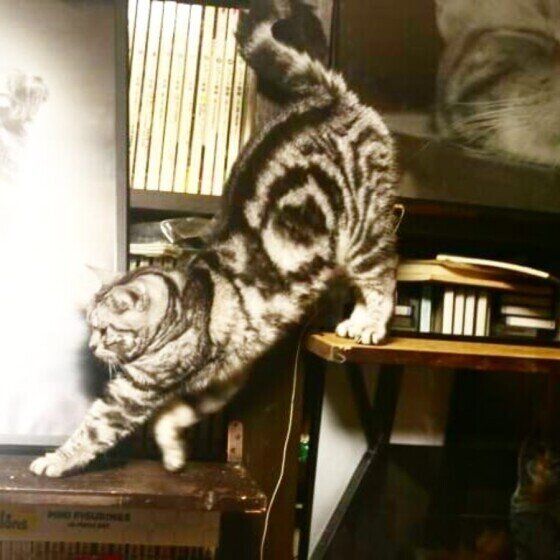 伸びるマーベルちゃん（アメリカンショートヘア）