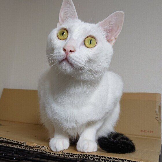 天井を見つめる猫