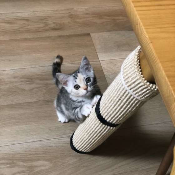 はっちちゃん・アメリカンショートヘア