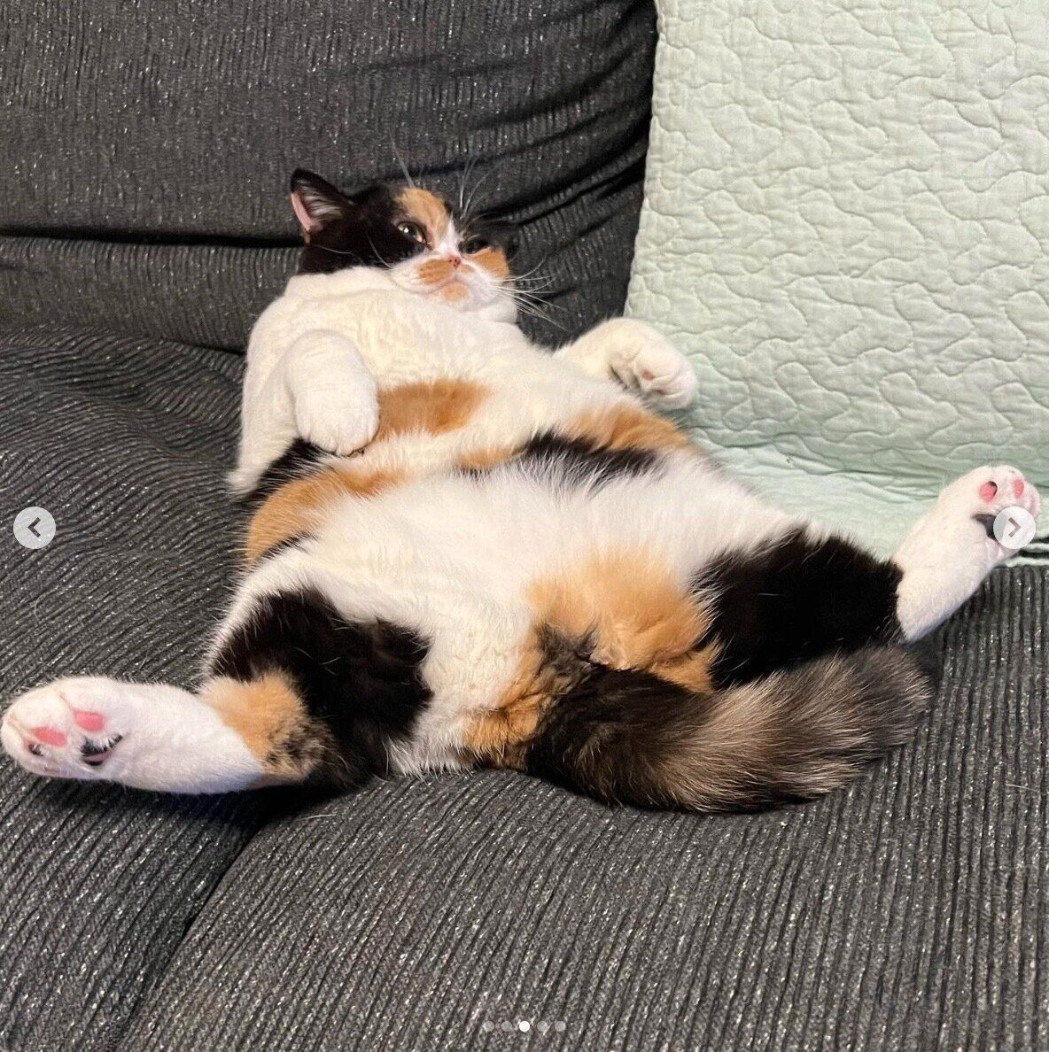 おなかを出して寝転がるおあげちゃん