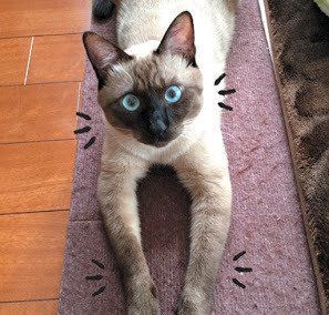 見つめる猫／「ねこのきもち」2016年11月号