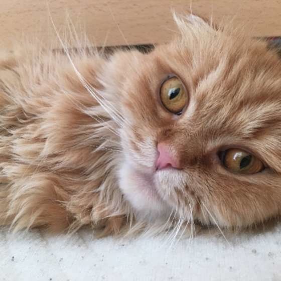 甘えるスコティッシュフォールド