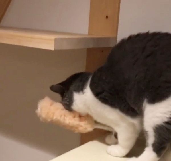 クイックルワイパーを盗む猫