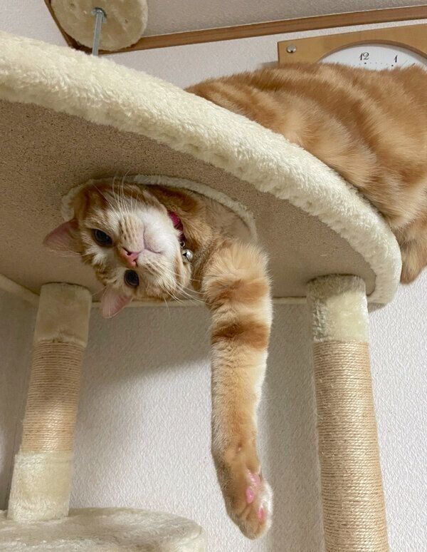 キャットタワーで遊ぶまめさん