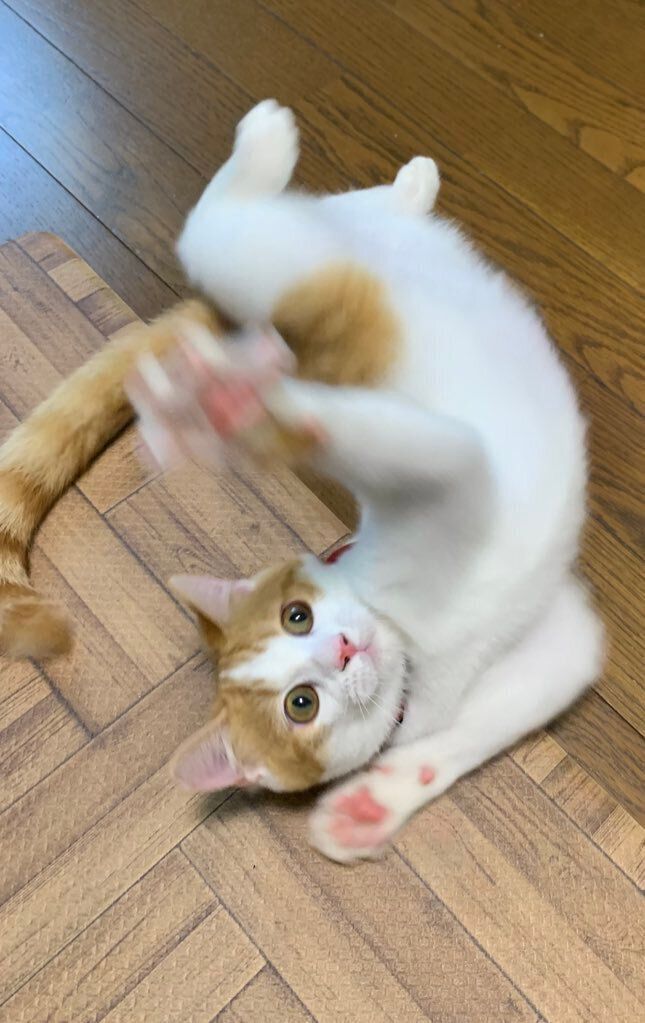 生後約8カ月のマンチカン