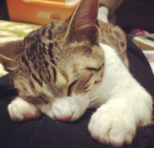 狩りモードの猫