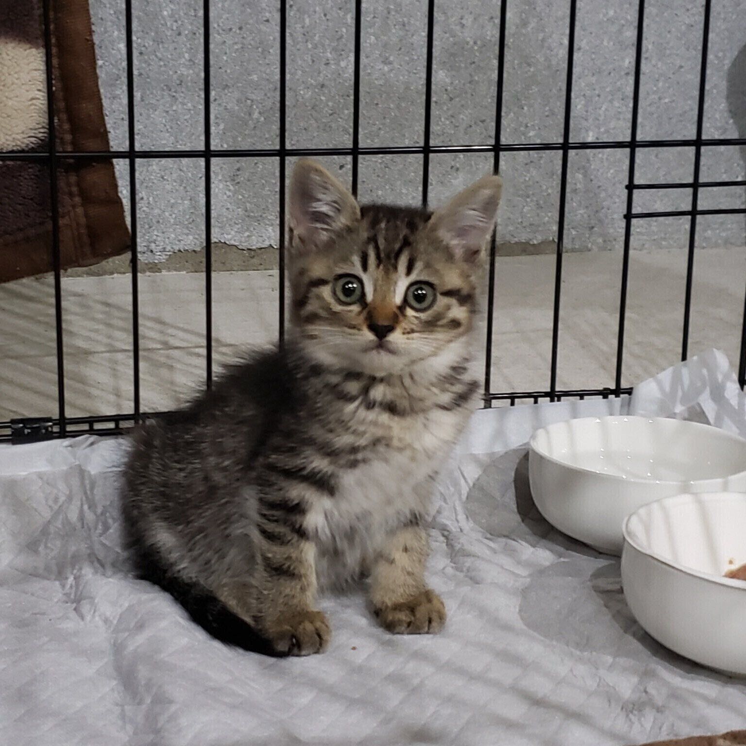 保護したばかりのボンくん（撮影時、生後40日）