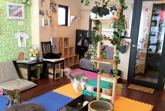 東京　台東区　猫カフェ　cafe kei's