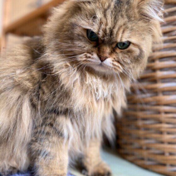 サイベリアンのぼんじろうくん